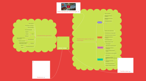 Mind Map: REINO FUNGI