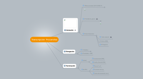 Mind Map: Transcripción Procariotas