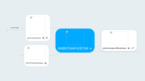 Mind Map: ЖИВОТНАЯ КЛЕТКА