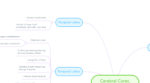Mind Map: Cerebral Corex, Cerebrum, and Lobes