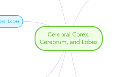 Mind Map: Cerebral Corex, Cerebrum, and Lobes