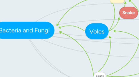 Mind Map: Bacteria and Fungi