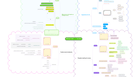 Mind Map: L'œil - La vision
