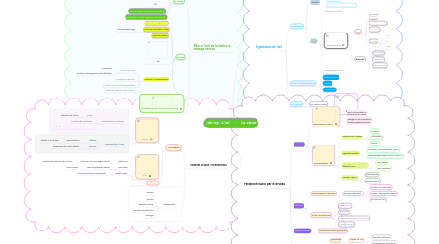 Mind Map: L'œil      -    La vision