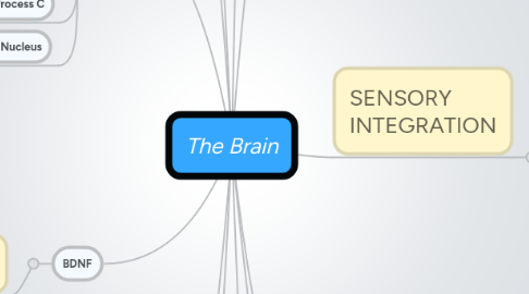 Mind Map: The Brain