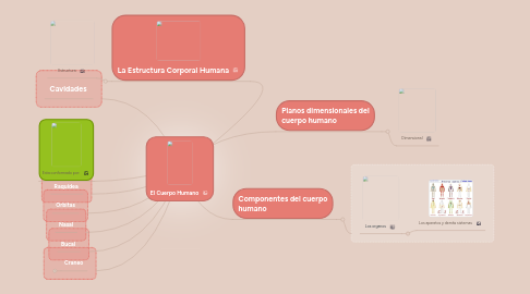 Mind Map: El Cuerpo Humano