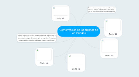 Mind Map: Conformación de los órganos de los sentidos