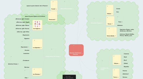 Mind Map: Aspectos Anatómicos Humanos