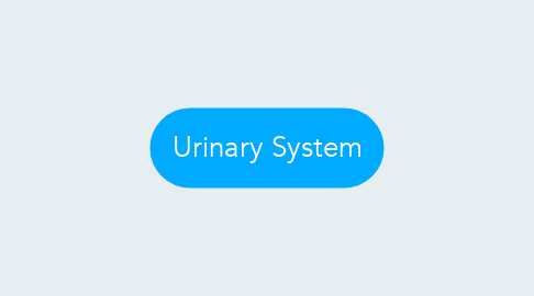 Mind Map: Urinary System