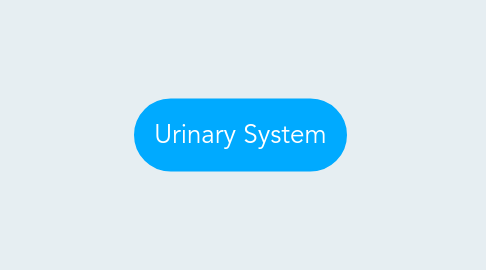 Mind Map: Urinary System