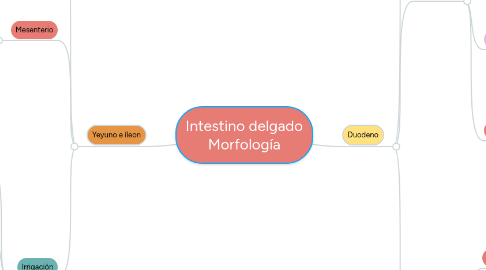 Mind Map: Intestino delgado Morfología