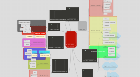 Mind Map: EL ESQUELETO (206 HUESOS)