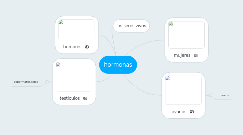 Mind Map: hormonas