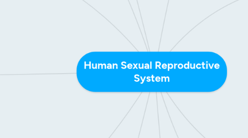 Mind Map: Human Sexual Reproductive System