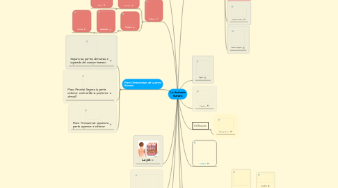 Mind Map: La Anatomía Humana