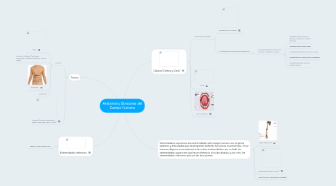 Mind Map: Anatomía y Divisiones del Cuerpo Humano