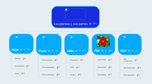 Mind Map: Las plantas y sus partes