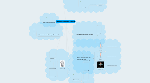 Mind Map: Estructuras Corporales Humanas