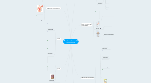 Mind Map: Aspectos anatomicos del cuerpo humano