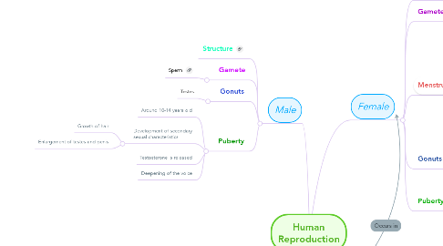 Mind Map: Human Reproduction