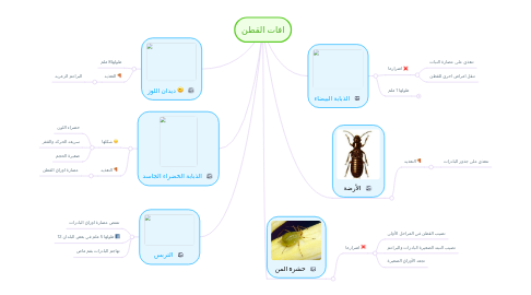 Mind Map: افات القطن