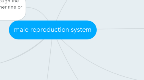 Mind Map: male reproduction system