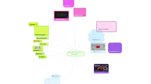 Mind Map: Intracellular Structure of Prokaryote