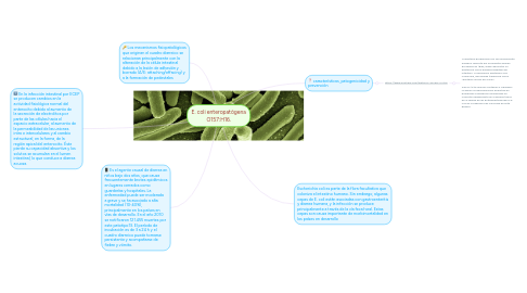 Mind Map: E. coli enteropatógena O157:H16.