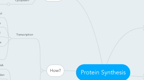 Mind Map: Protein Synthesis