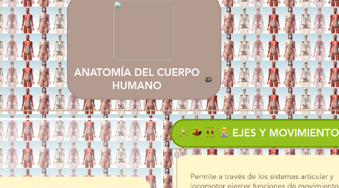 Mind Map: ANATOMÍA DEL CUERPO HUMANO