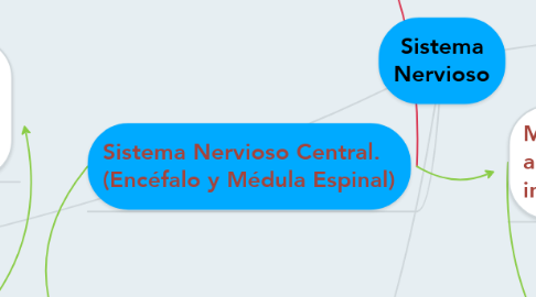 Mind Map: Sistema Nervioso
