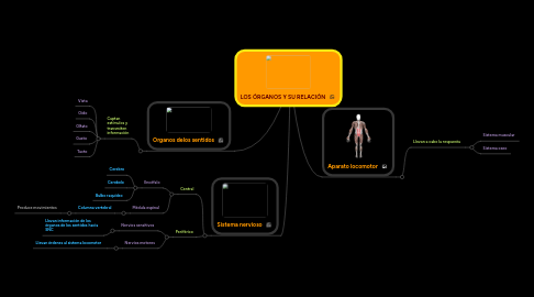 Mind Map: LOS ÓRGANOS Y SU RELACIÓN