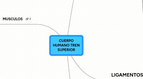 Mind Map: CUERPO HUMANO TREN SUPERIOR