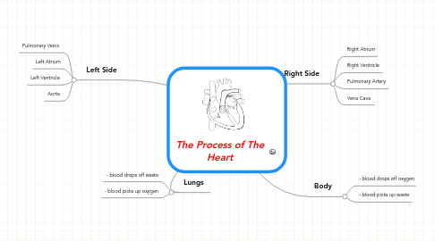 Mind Map: The Process of The Heart