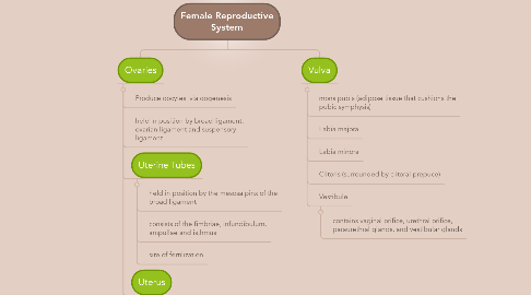 Mind Map: Female Reproductive System