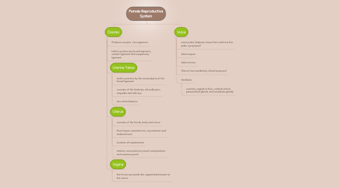 Mind Map: Female Reproductive System