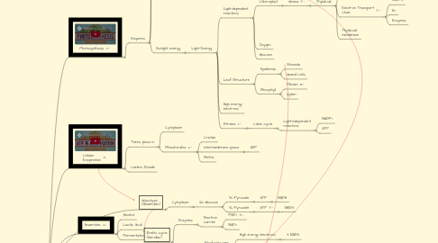 Mind Map: Cellular Energy