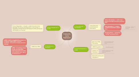 Mind Map: Eukaryotic Gene Expression