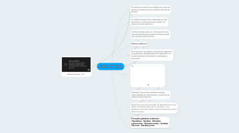 Mind Map: Estructura y funciones del sistema nervioso y endocrino