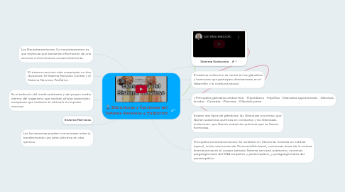 Mind Map: Estructuras y funciones del Sistema Nervioso y Endocrino