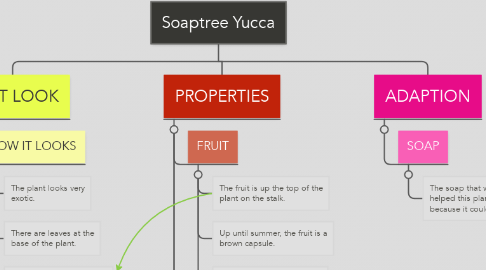 Mind Map: Soaptree Yucca