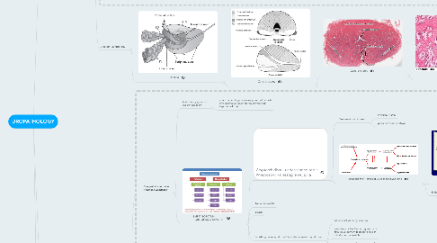 Mind Map: UROPATHOLOGY