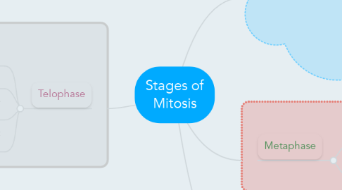 Mind Map: Stages of Mitosis