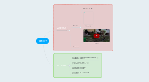 Mind Map: Растения