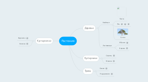 Mind Map: Растения