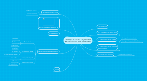 Mind Map: La Respiración en Organismos Multicelulares y Pluricelulares