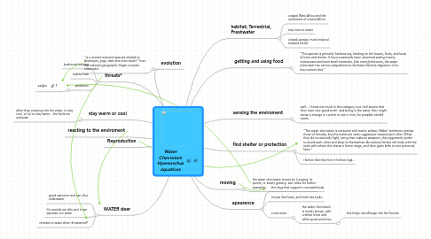 Mind Map: Water Chevrotain Hyemoschus aquaticus