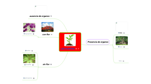 Mind Map: LAS PLANTAS