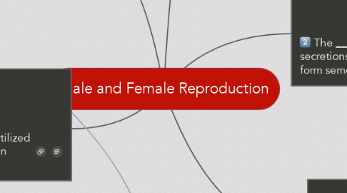 Mind Map: Male and Female Reproduction