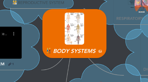 Mind Map: BODY SYSTEMS